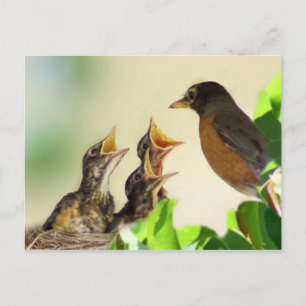 Cartão Postal Robins para bebês