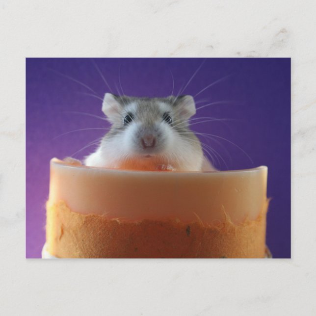 Cartão Postal Roborovksi Hamster (Frente)