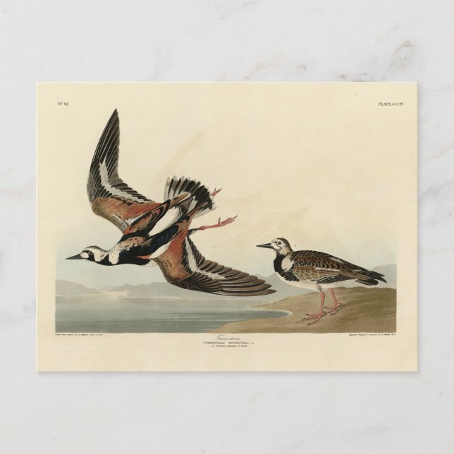 Cartão Postal Rocha (Ruddy Turnstone) - Aves de Audubon (Frente)