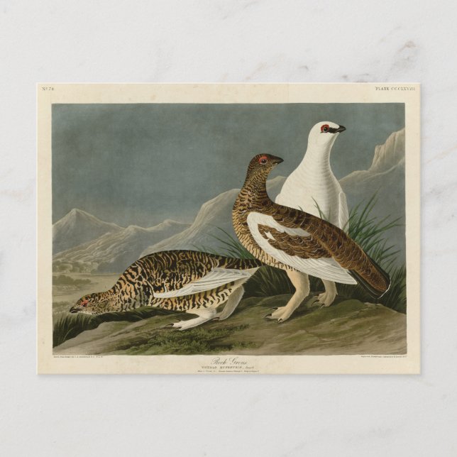Cartão Postal Rock Grous (Ptarmigan), Aves da América de Audubon (Frente)