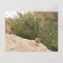 Rock Hyrax, Ein Gedi, Israel
