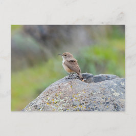 Cartão Postal Rock Wren