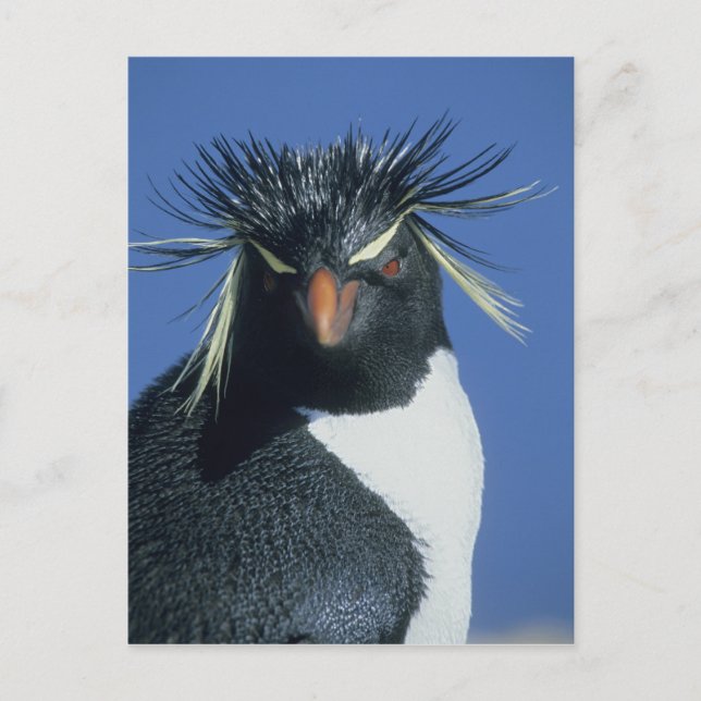 Cartão Postal Rockhopper Penguin (Eudyptes chrysocome) (Frente)