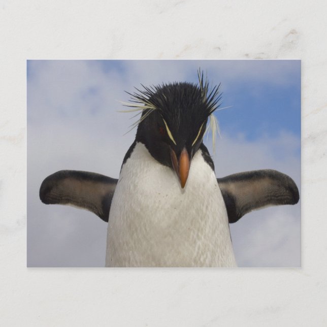 Cartão Postal Rockhopper Penguin Eudyptes chrysocome (Frente)