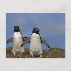 Cartão Postal Rockhopper Penguins Eudyptes chrysocome