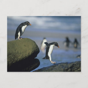 Cartão Postal Rockhopper Penguins, Eudyptes chrysocome),