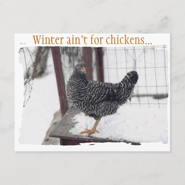 Cartão postal Rocky (Frente)