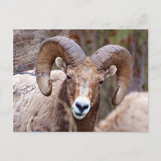 Cartão Postal Rocky Mountain Bighorn Shea (Frente)