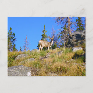 Cartão Postal Rocky Mountain Deer