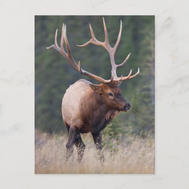 Cartão Postal Rocky Mountain Elk (Frente)