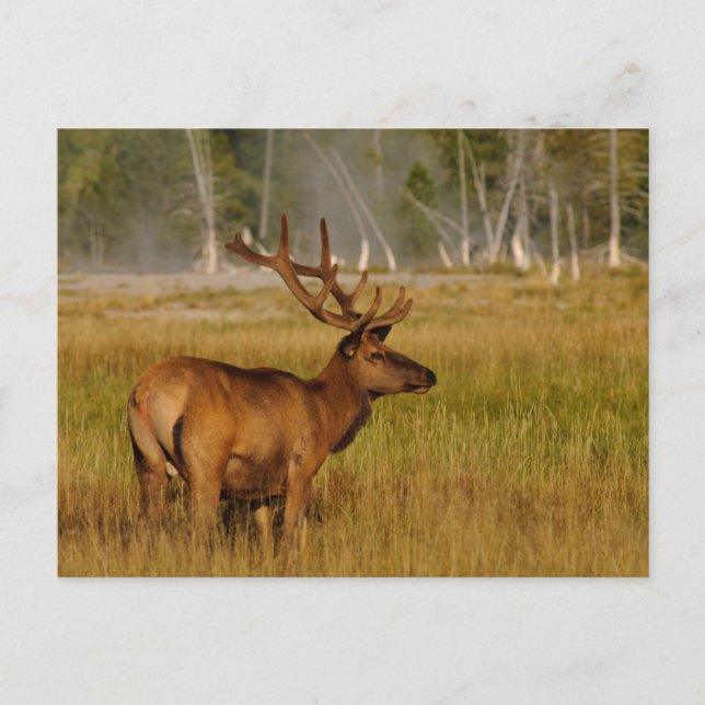 Cartão Postal Rocky Mountain Elk | Parque Nacional Yellowstone (Frente)