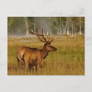 Cartão Postal Rocky Mountain Elk   Parque Nacional Yellowstone