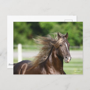 Cartão Postal Rocky Mountain Horse Stallion Headshot
