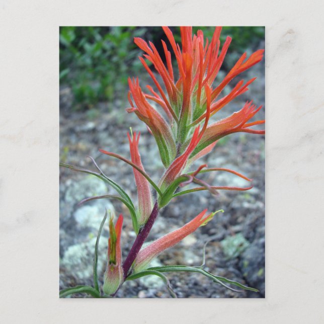 Cartão Postal Rocky Mountain Park (Frente)