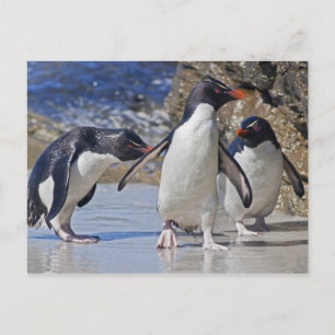 Cartão postal Rocky Trio