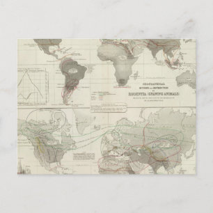 Cartão Postal Rodentia, Ruminantia