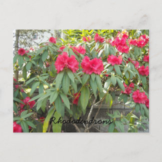 Cartão Postal Rododendros vermelhos
