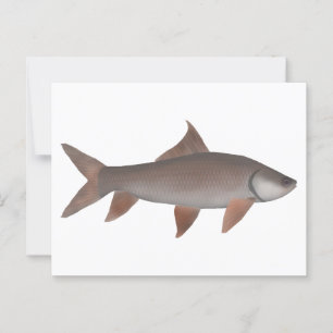 Cartão Postal Roho Labeo