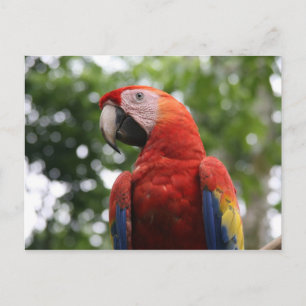 Cartão Postal rojo de arara-escarlate