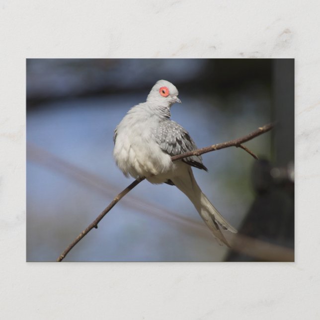 Cartão Postal Rola-Diamante Linda e Bonita (Frente)