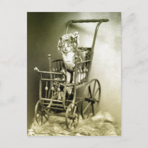 Cartão Postal rolagem com gatinho