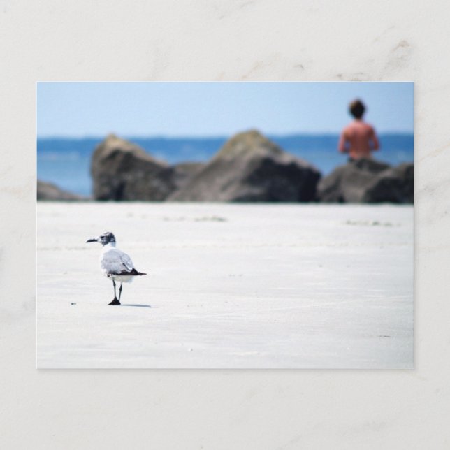 Cartão Postal Rolagem de Seagull (Frente)