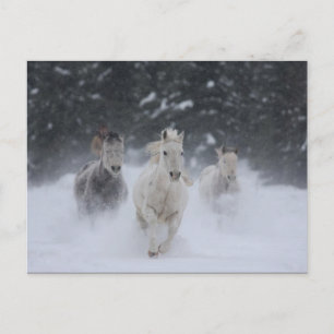Cartão Postal Rolando Trovão