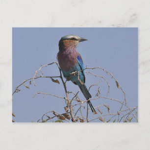 Cartão Postal Roller Bird Botsuana