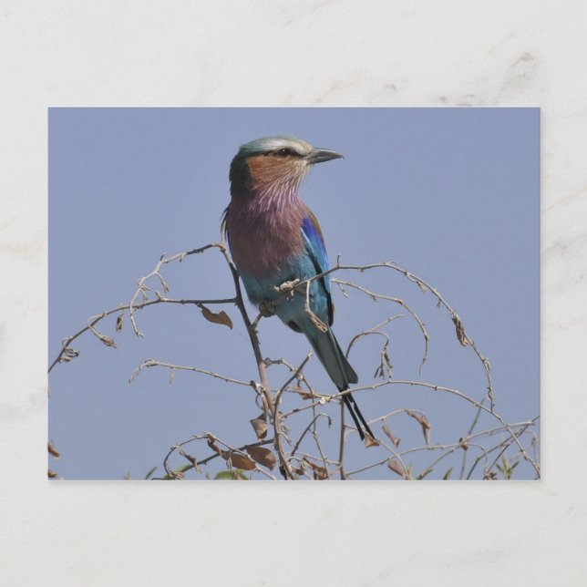 Cartão Postal Roller Bird Botsuana (Frente)
