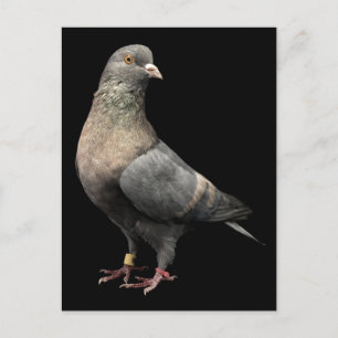 Cartão Postal Roller Pigeon