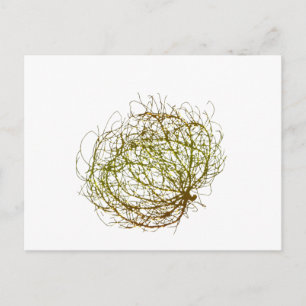 Cartão Postal Rolling Ouro Tumbleweed Plant Art