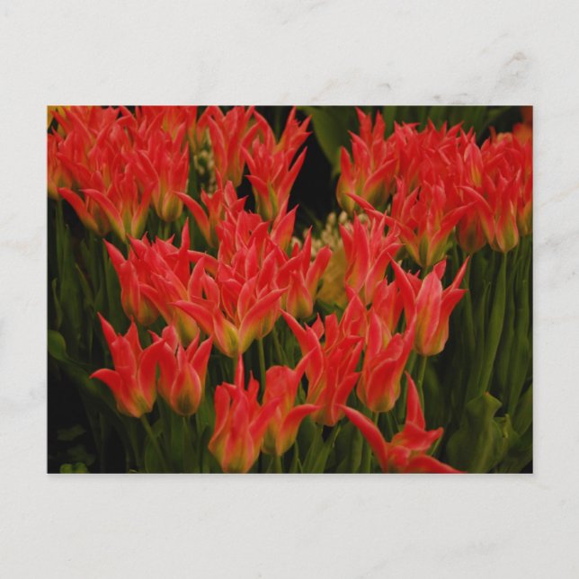 Cartão Postal Romance Russo (Frente)