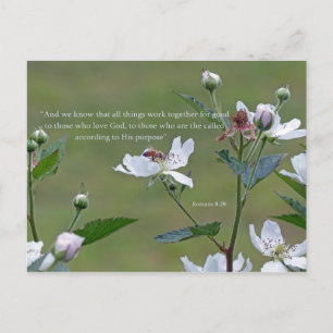 Cartão Postal Romanos 8:28