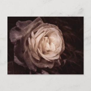 Cartão Postal Romântica - esta rosa diz amor