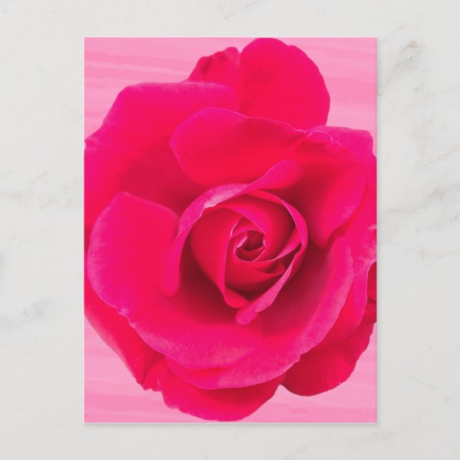 Cartão Postal Romântico Rosa Vermelho Rosa v2 (Frente)