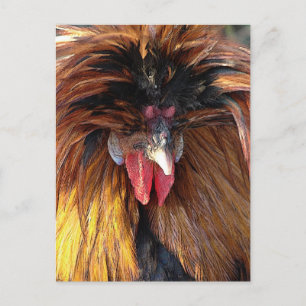 Cartão Postal Roo Polonês