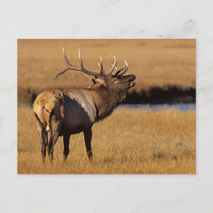 Cartão Postal Roosevelt Eull Elk Wyoming
