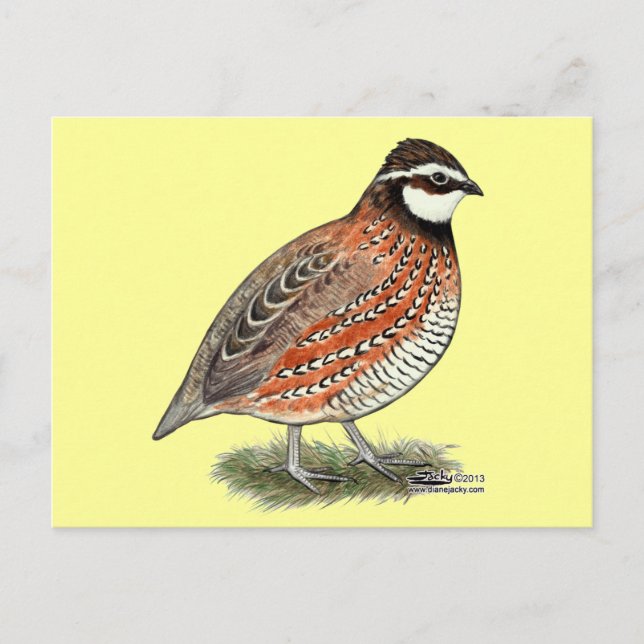 Cartão Postal Rooster Bobwhite Quail (Frente)
