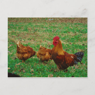 Cartão Postal Rooster e seus Galinhas