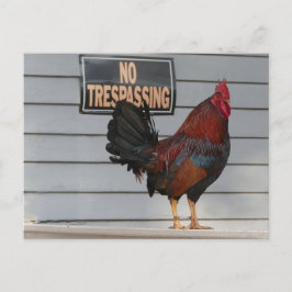 Cartão Postal Rooster Guardando um Poster de Porch Ocidental Cha