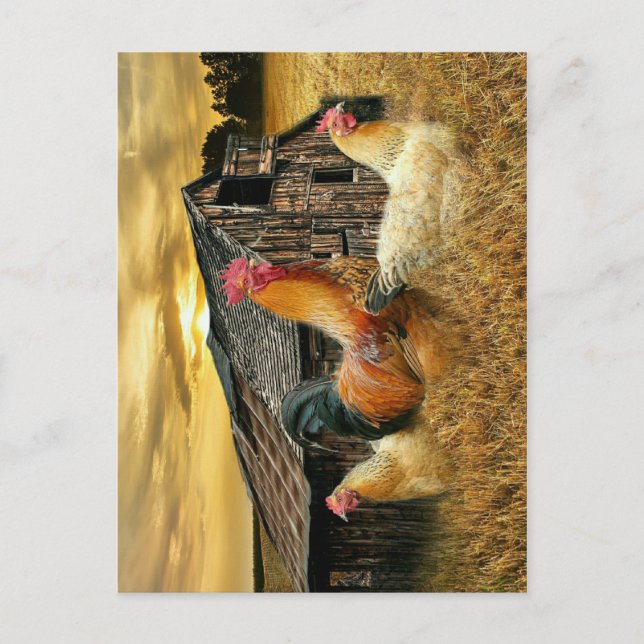 Cartão Postal Rooster Hens Russo Barn Coop (Frente)