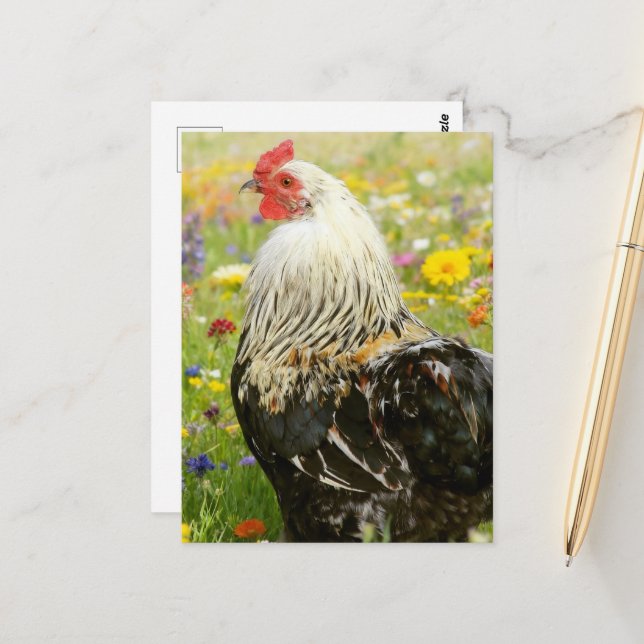 Cartão Postal Rooster in a Flower Meadow (Frente/Verso In Situ)