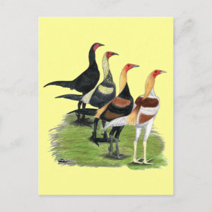 Cartão Postal Roosters de Jogos Modernos