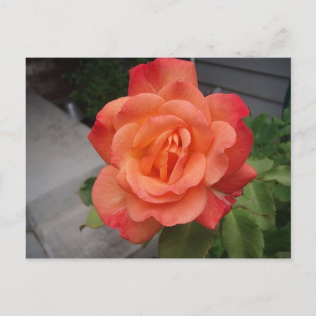 Cartão Postal Rosa (Frente)