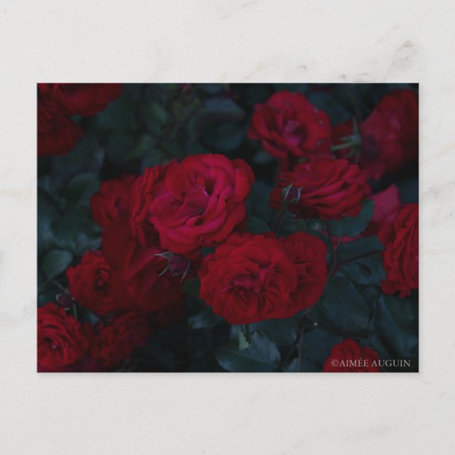 Cartão postal rosa (Frente)