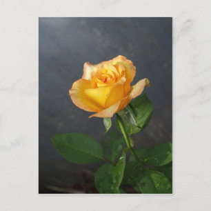 Cartão Postal rosa