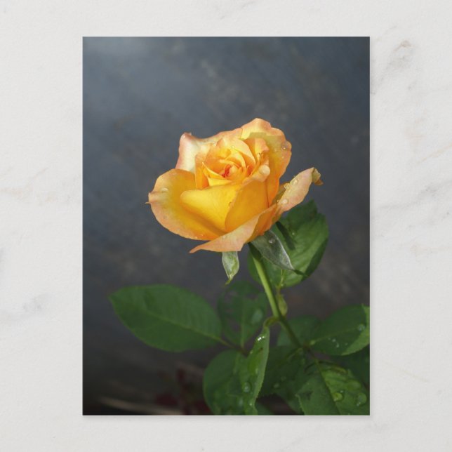 Cartão Postal rosa (Frente)