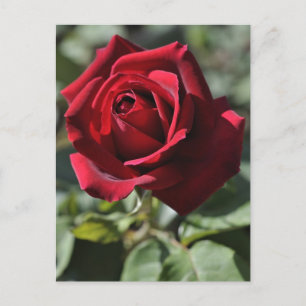 cartão postal rosa