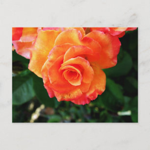 Cartão Postal Rosa