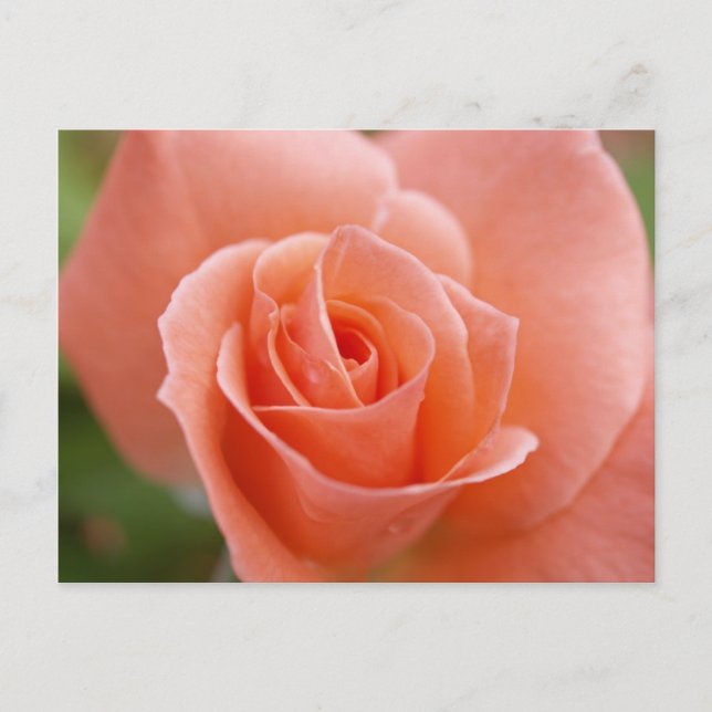 Cartão Postal Rosa (Frente)